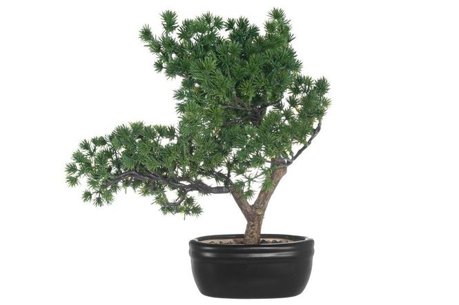 Hovedbilde Bonsai furu 35cm