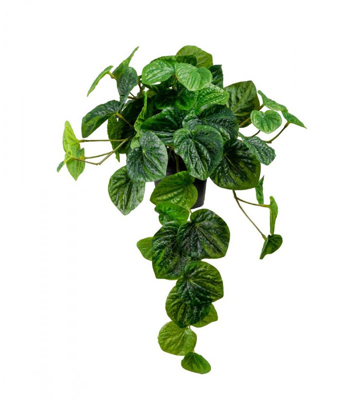 Peperomia H: 25cm L: 35cm