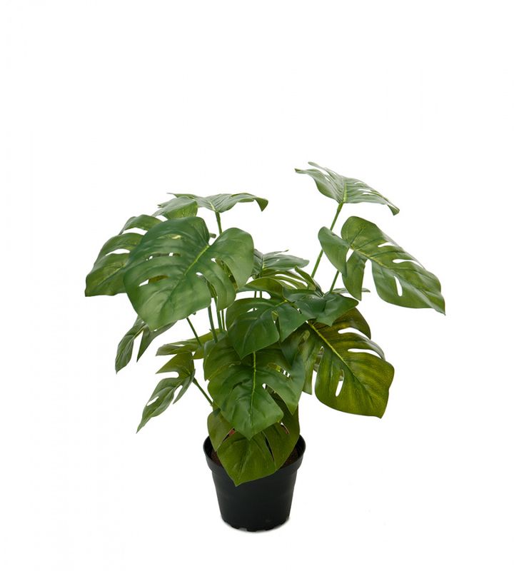 Monstera (vindusblad) 30cm høy