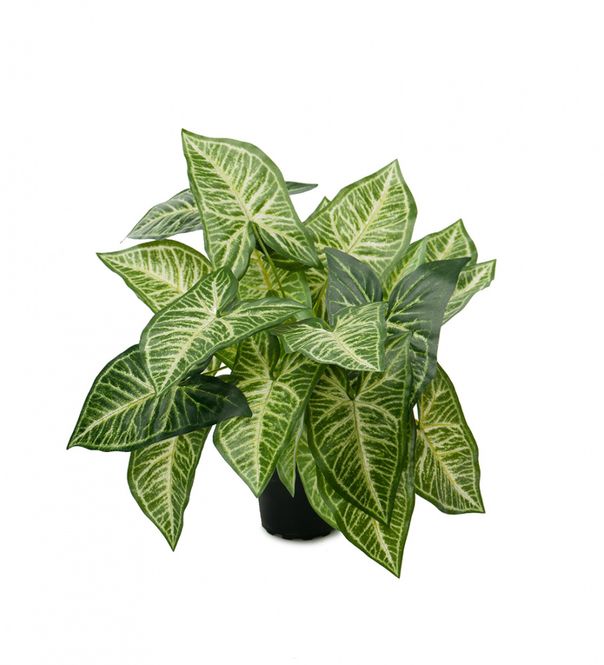 Hovedbilde Gåsfot 35cm