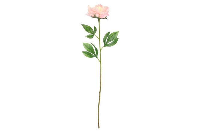 Hovedbilde Peon Light Pink 60cm