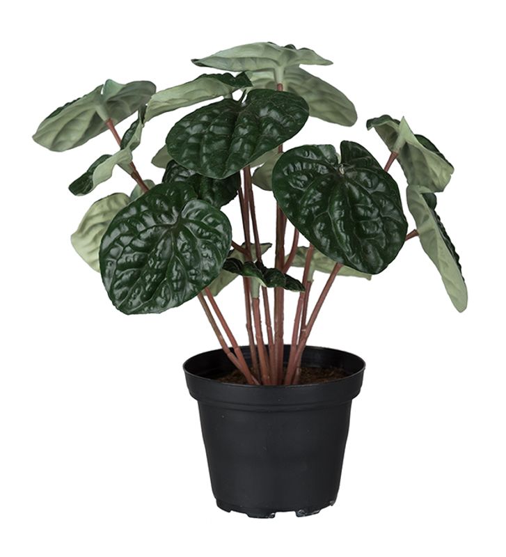 Peperomia 20cm