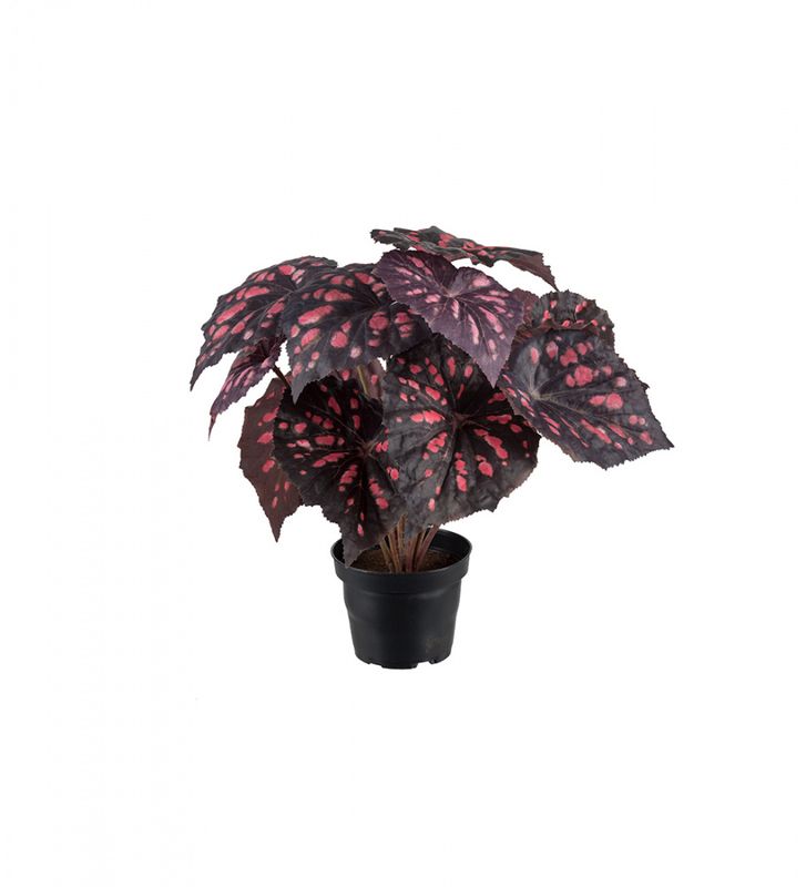 Rexbegonia 30 cm