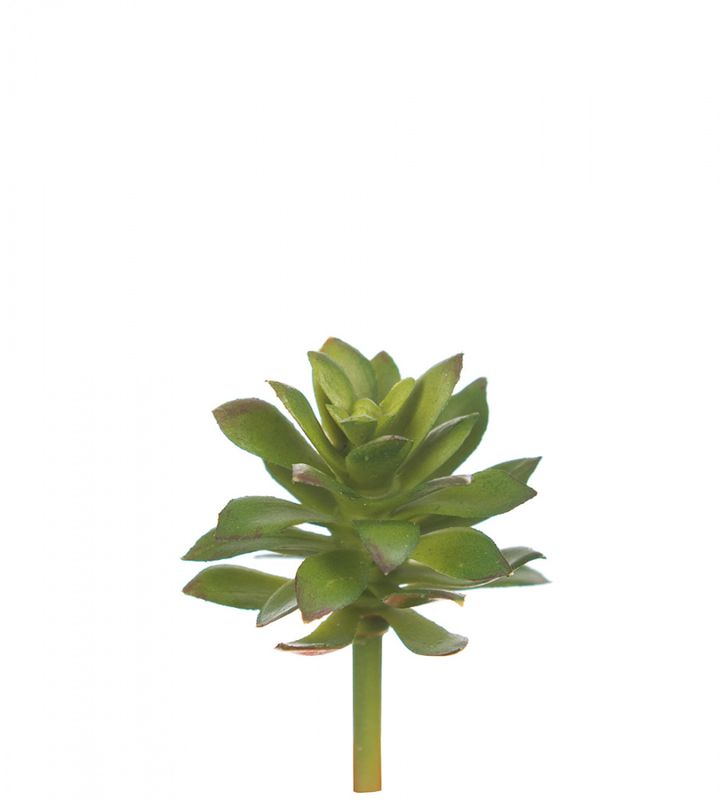 Echeveria 6cm