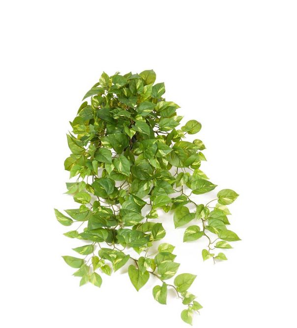 Hovedbilde Gullranke 100cm