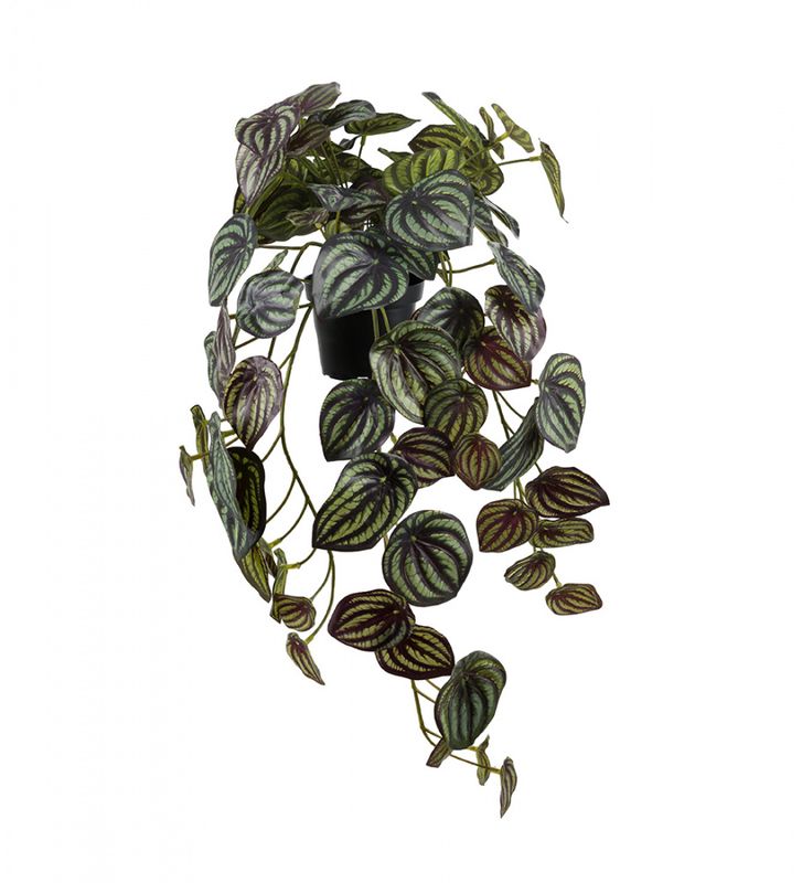 Peperomia 45 cm