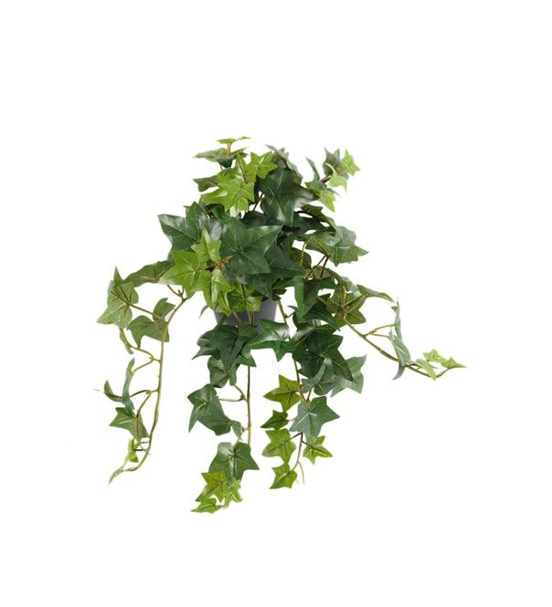 Hovedbilde Eføy 30cm