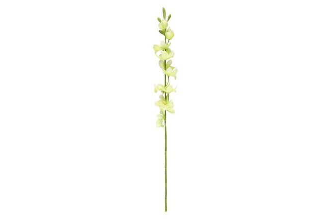 Hovedbilde Cymbidium lime 71cm