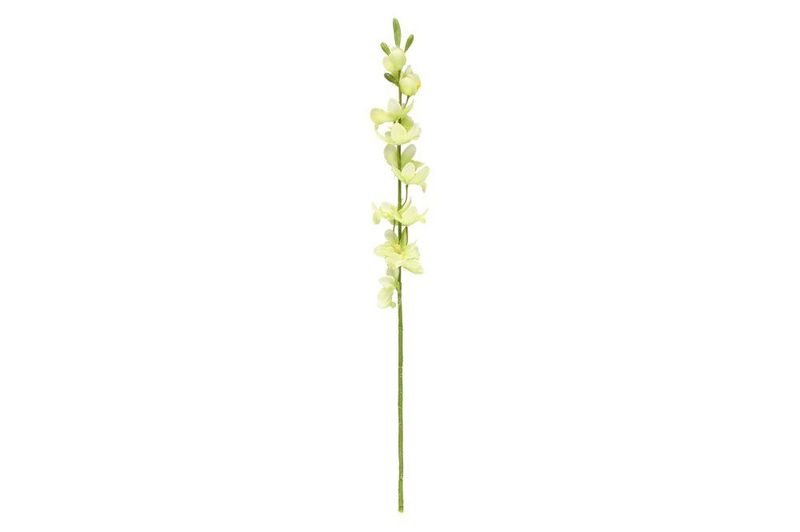 Cymbidium lime 71cm