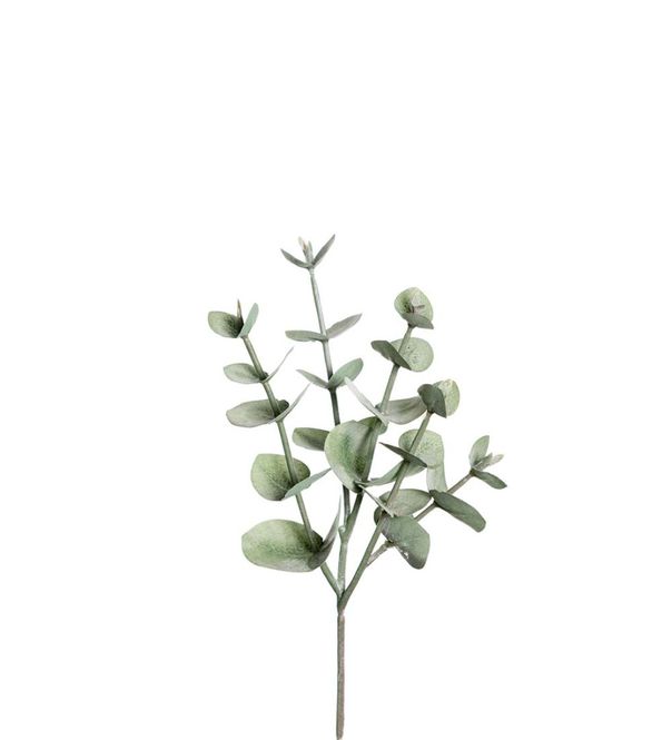 Hovedbilde Eucalyptus 24cm