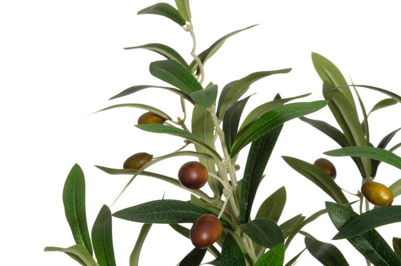 Oliventre 60cm