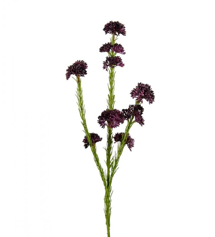 Sedum Lilla 55cm
